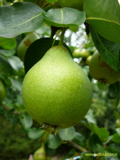 Vrucht 16/07/2009